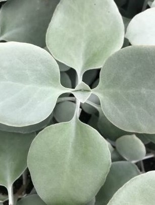 KALANCHOE bracteata Silver teaspoons